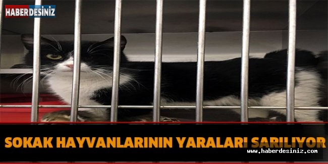 SOKAK HAYVANLARININ YARALARI SARILIYOR