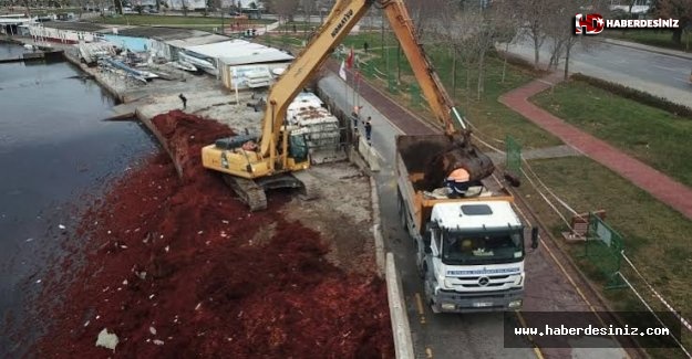 Kırmızı yosunlar Marmara’nın su kalitesinin iyi olmadığının işareti