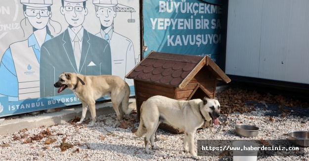 Sokağa atılan köpeklerin bir görevi var