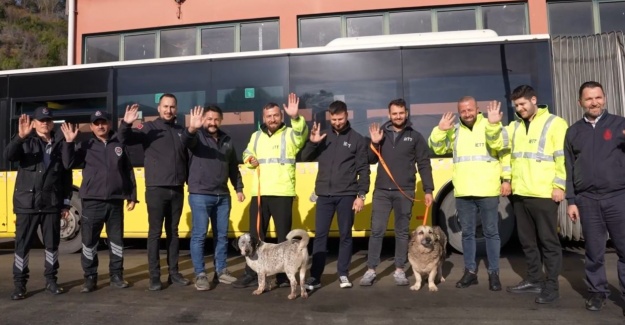 İETT, Sokak Hayvanlarına Yeni Yuvalar Sağlıyor