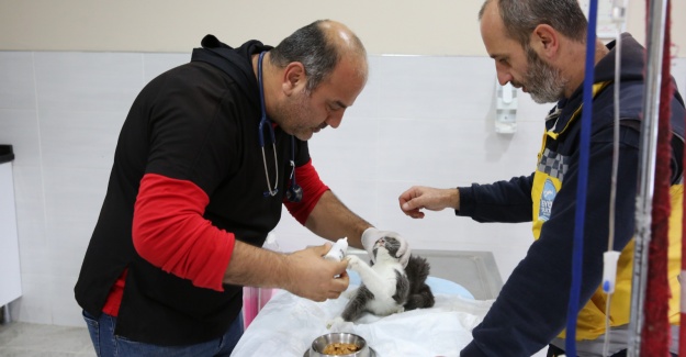 Eyüpsultan Belediyesi'nden Sokak Hayvanlarına Şefkat Eli