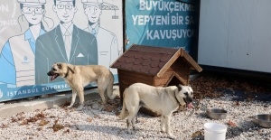 Sokağa atılan köpeklerin bir görevi var